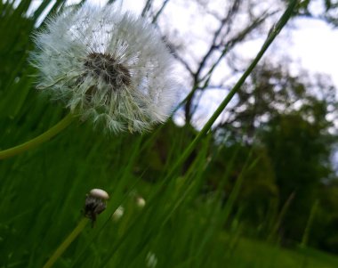 Doğal karahindiba tohumlarındaki güzellik yakın plan mavi turkuaz arka planda esiyor. Çayır arka planda karahindiba yakın çekim, sanatsal doğa makrosu. Bahar mevsimi doğal pastel renkli yemyeşil yapraklar.