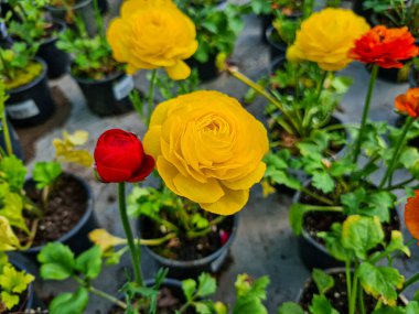 Beautiful ranunculus flowers in the greenhouse