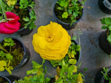 Beautiful ranunculus flowers in the greenhouse