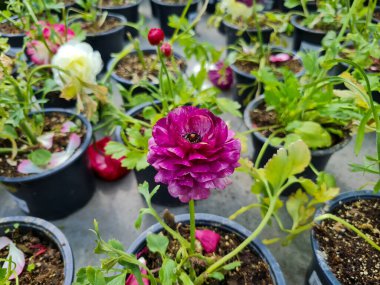 Beautiful ranunculus flowers in the greenhouse