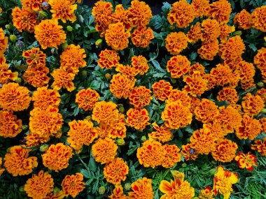 A beautiful marigold flowers outdoors Marigolds in the garden
