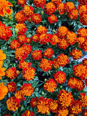 A beautiful marigold flowers outdoors Marigolds in the garden