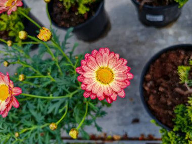 A beautiful daysies flowers outdoors Chamomile in the garden.