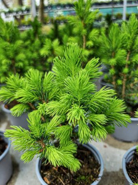 Minyatür ev çiçekleri sulu ve kaktüsler seranın arka planında.