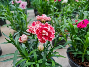 Beautiful carnation flowers outdoors in the garden.