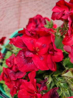 A beautiful geraniums flowers outdoors Geranium in the garden