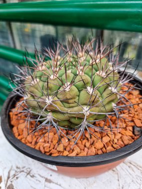 Minyatür ev çiçekleri sulu ve kaktüsler seranın arka planında.