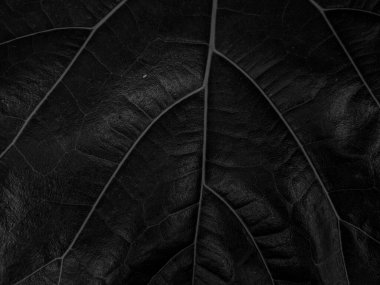 Close up of Green leaf texture Nature background