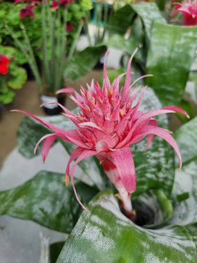 A beautiful bromeliad plants outdoors bromeliads in the garden.