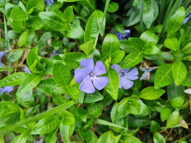 A beautiful Periwinkle flowers outdoors Periwinkles in the garden
