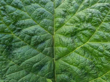 Close up of Green leaf texture Nature background