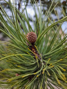 Conifer with cone green nature background close up