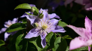 A beautiful Clematis flowers outdoors Clematis in the garden