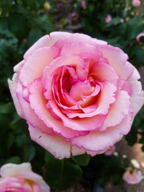 Bahçede güller açan güzel bir gül.