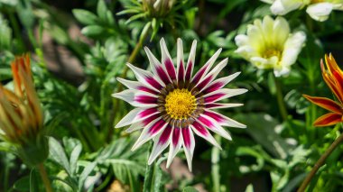 A beautiful daysies flowers outdoors Chamomile in the garden.