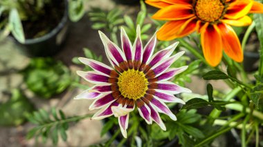 A beautiful daysies flowers outdoors Chamomile in the garden.