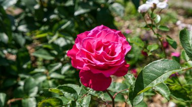Bahçede güller açan güzel bir gül.