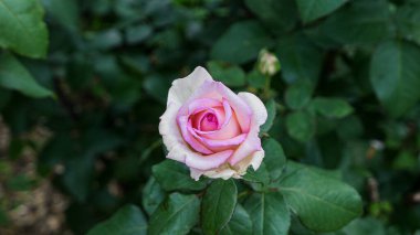 Bahçede güller açan güzel bir gül.