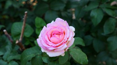 Bahçede güller açan güzel bir gül.