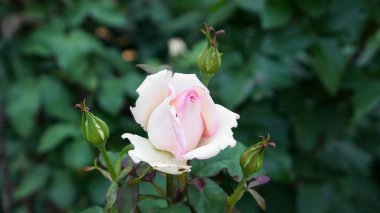 Bahçede güller açan güzel bir gül.