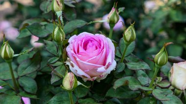 Bahçede güller açan güzel bir gül.