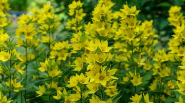 Beautiful unusual flowers in the garden	