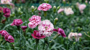 Beautiful carnation flowers outdoors in the garden.