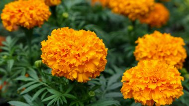 A beautiful marigold flowers outdoors Marigolds in the garden