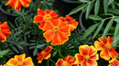 A beautiful marigold flowers outdoors Marigolds in the garden