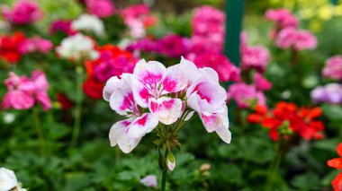 A beautiful geraniums flowers outdoors Geranium in the garden