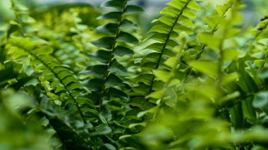 Fern leaves green foliage Nature background