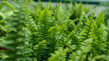 Fern leaves green foliage Nature background
