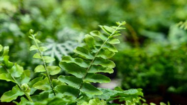Fern leaves green foliage Nature background