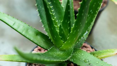 Minyatür ev çiçekleri sulu ve kaktüsler seranın arka planında.