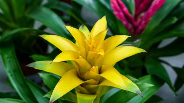 A beautiful bromeliad plants outdoors bromeliads in the garden.