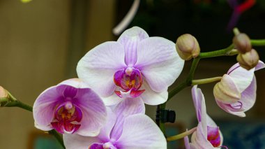 Beautiful phalaenopsis orchids in the greenhouse	