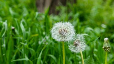 A beautiful dandelions flowers outdoors Dandelion in the garden