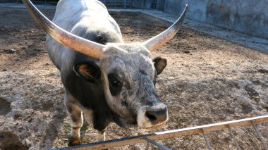 Beautiful cow in the zoo close up portrait
