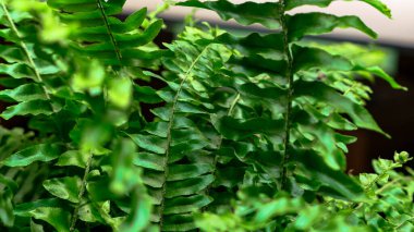 Fern leaves green foliage Nature background