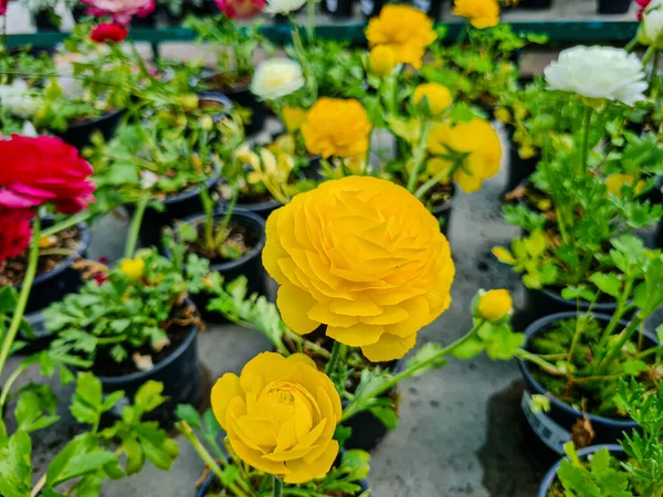 Beautiful ranunculus flowers in the greenhouse