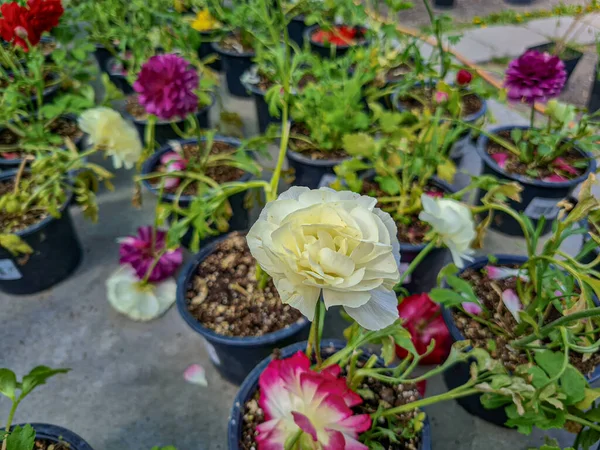 Beautiful ranunculus flowers in the greenhouse