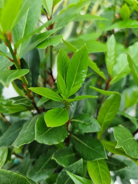 Green leaves wall background wild grapes foliage texture Close up