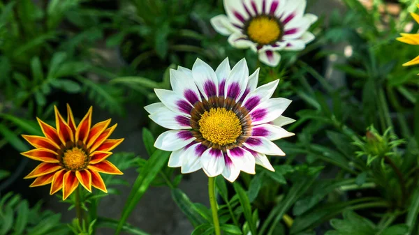 A beautiful daysies flowers outdoors Chamomile in the garden.