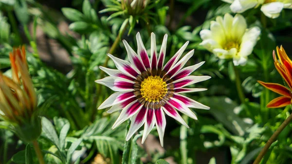 A beautiful daysies flowers outdoors Chamomile in the garden.