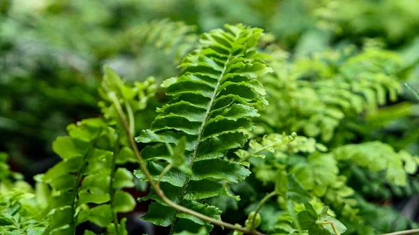 Fern leaves green foliage Nature background