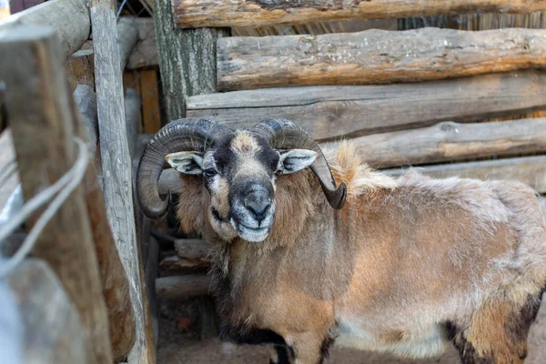 Cute sheep and goats on the farm close up portrait