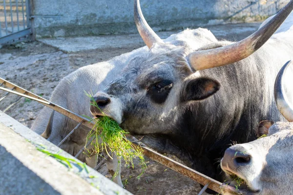 Beautiful Cow eating grass in the zoo close up portrait