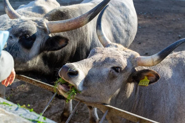 Beautiful Cow eating grass in the zoo close up portrait