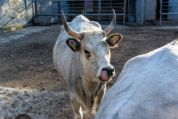 Beautiful cow in the zoo close up portrait