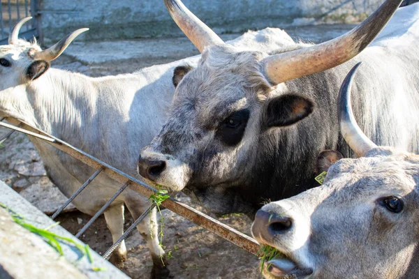 Beautiful Cow eating grass in the zoo close up portrait